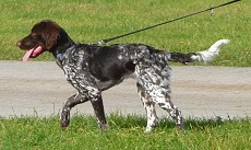 <b>The<i> Large Munsterlander</i></b>